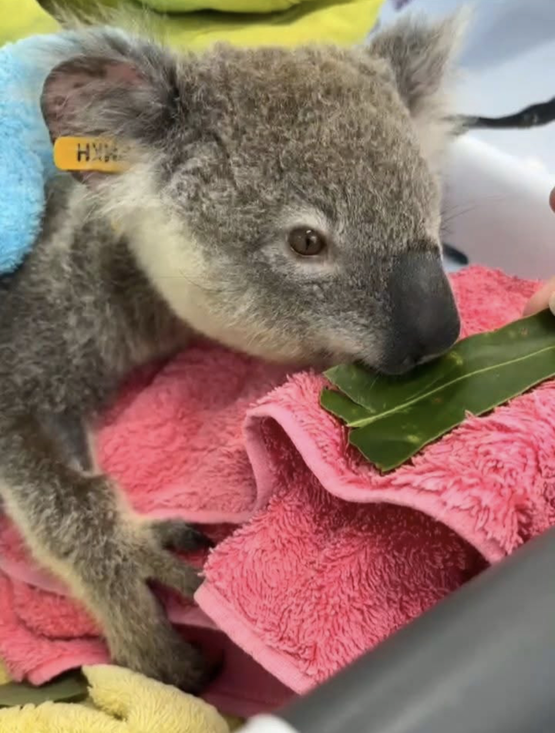 An injured koala joey resting on a pink towel eating eucalypt.