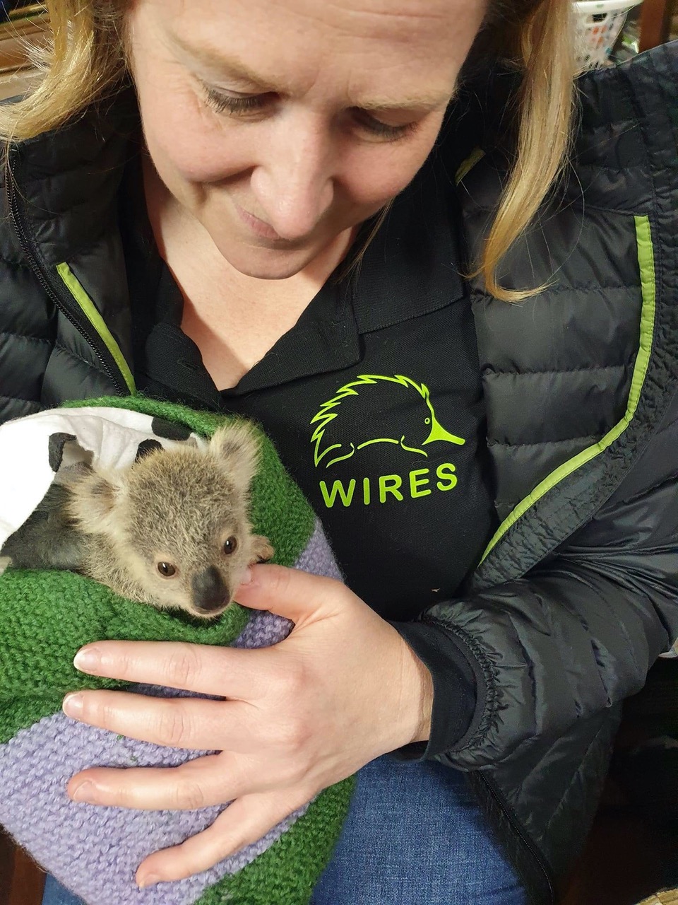 WIRES koala rescuer volunteer with rescued baby joey