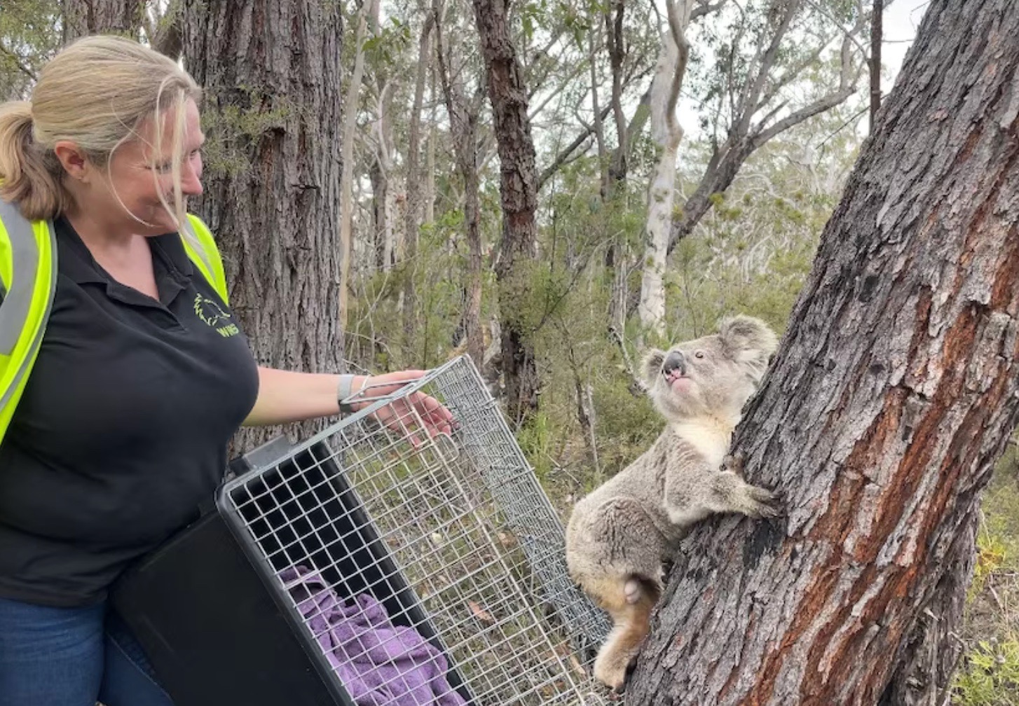 A koala rescuer releases a rehabilitated koala after a vehicle strike injuries in South West Sydney.